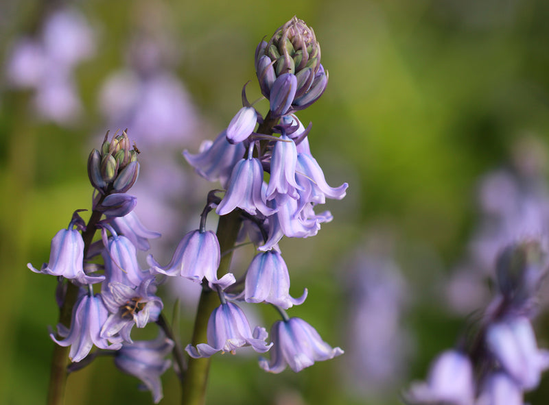 Allantoin