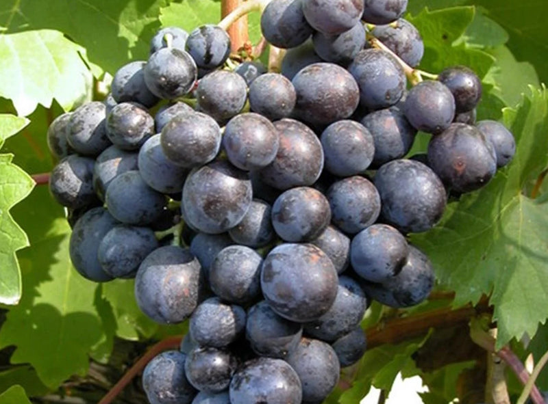 Vinis Vitifera